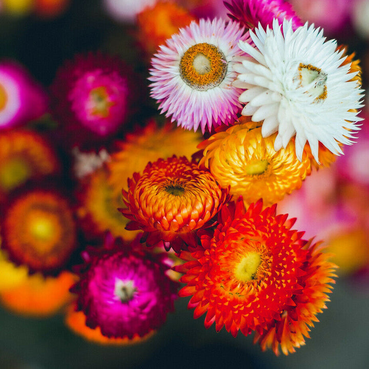 Multi-Colour Helichrysum Bracteatum Flower Seeds for Planting – Heirloom, Non-GMO, High Germination Organic Garden Seeds
