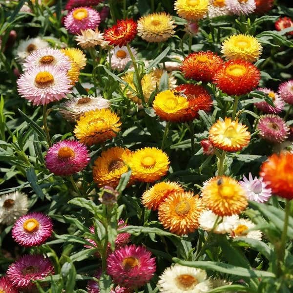 Multi-Colour Helichrysum Bracteatum Flower Seeds for Planting – Heirloom, Non-GMO, High Germination Organic Garden Seeds