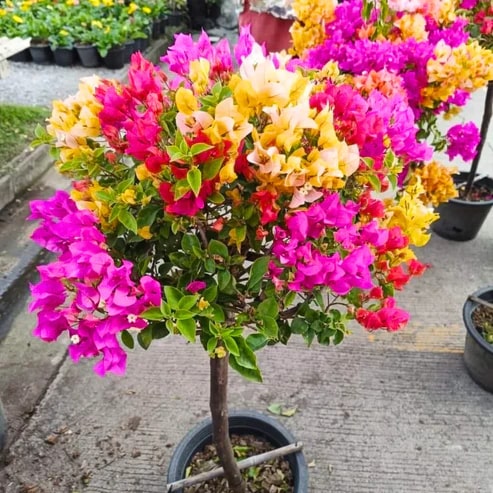 Multi-Colour Bougainvillea Flower Seeds for Planting – Heirloom, Non-GMO, High Germination Seeds