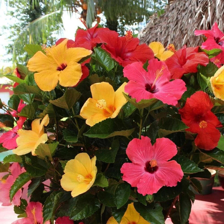 Hibiscus Mixed Flower Seeds for Planting – Heirloom Non-GMO, High Germination Organic Garden Seeds