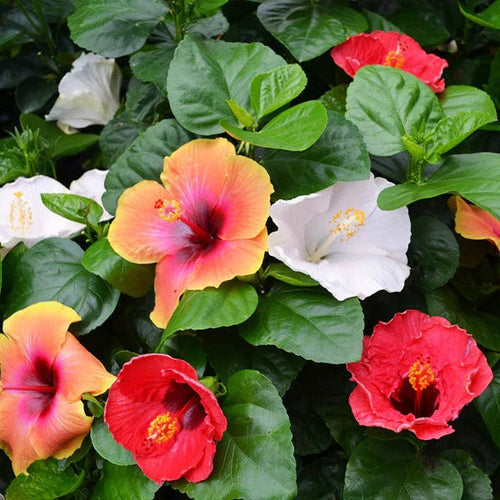 Flower Seeds, Seeds,Seeds For Planting,Plant Seeds