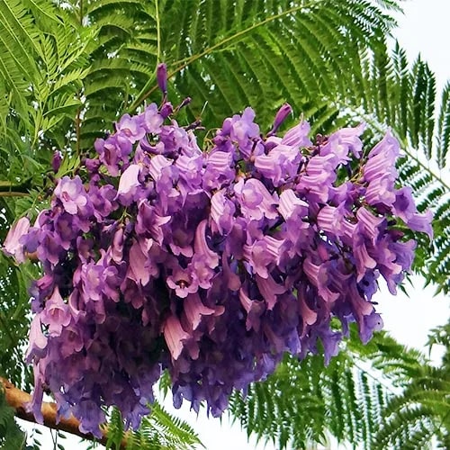 Pink Jacaranda Mimosifolia Flower Seeds for Planting – Heirloom, Non-GMO, High Germination, Organic