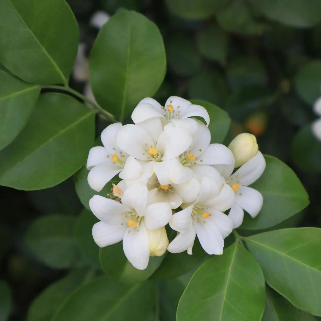 White Murraya Flower Seeds for Planting – Heirloom Non-GMO, High Germination Organic Garden Seeds