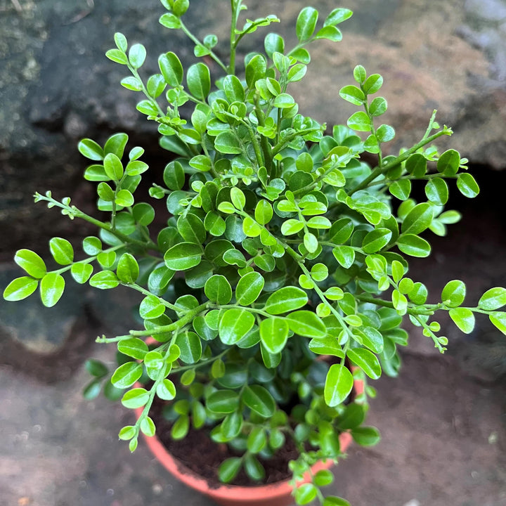 Green Murraya Seeds for Planting – Heirloom, Non-GMO, High Germination Organic Garden Seeds