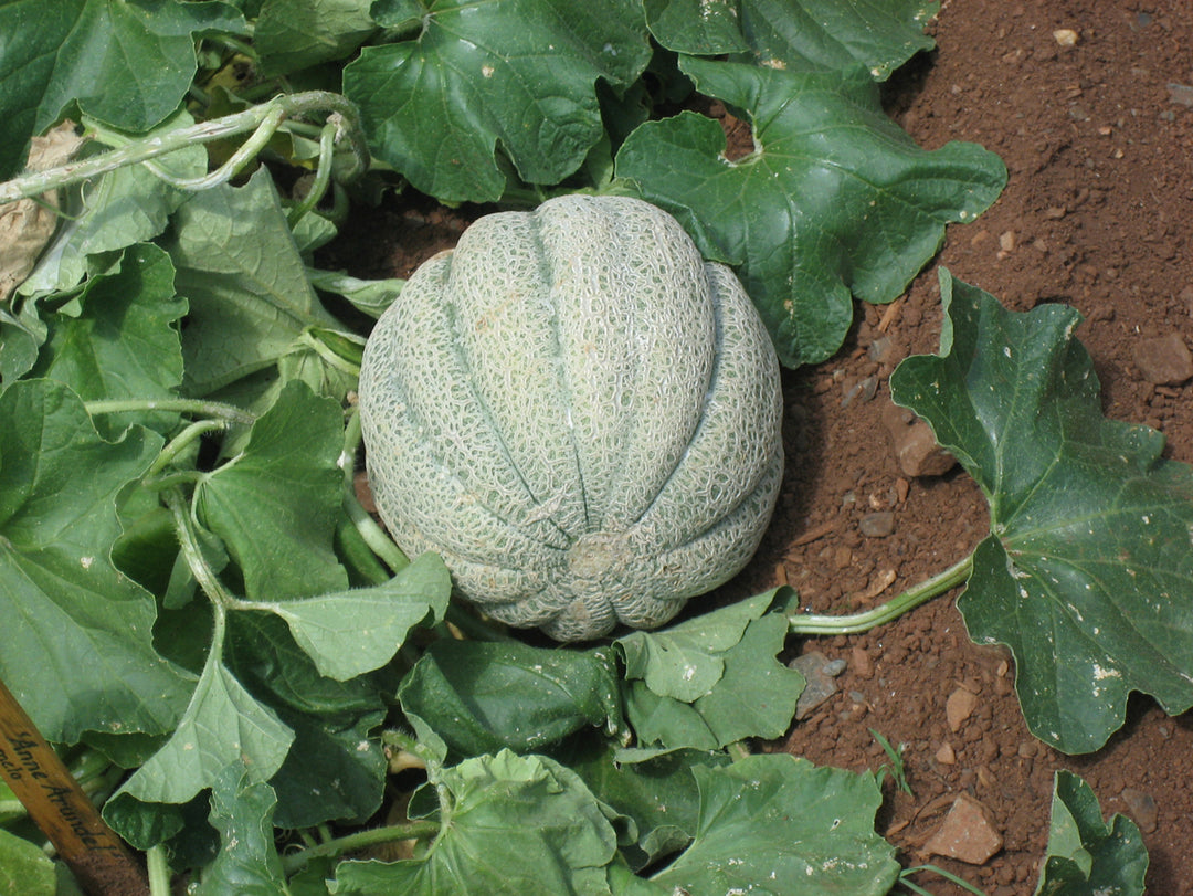 Brown Muskmelon Fruit Seeds for Planting – Heirloom, Non-GMO, High Germination Organic Garden Melon Seeds