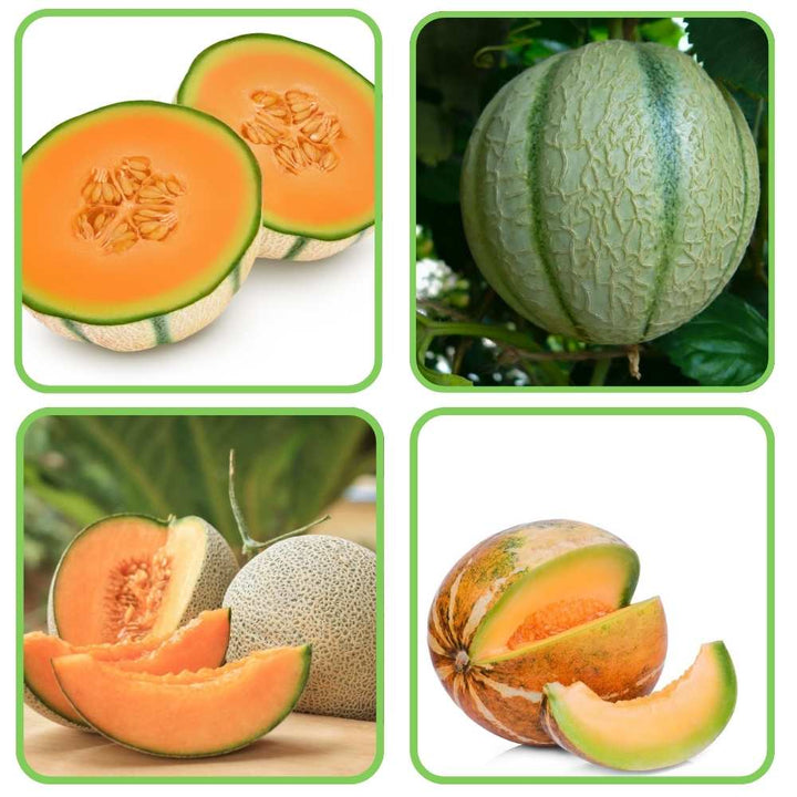 Fruit Seeds,Garden seeds, Seeds For Planting,Plant Seeds