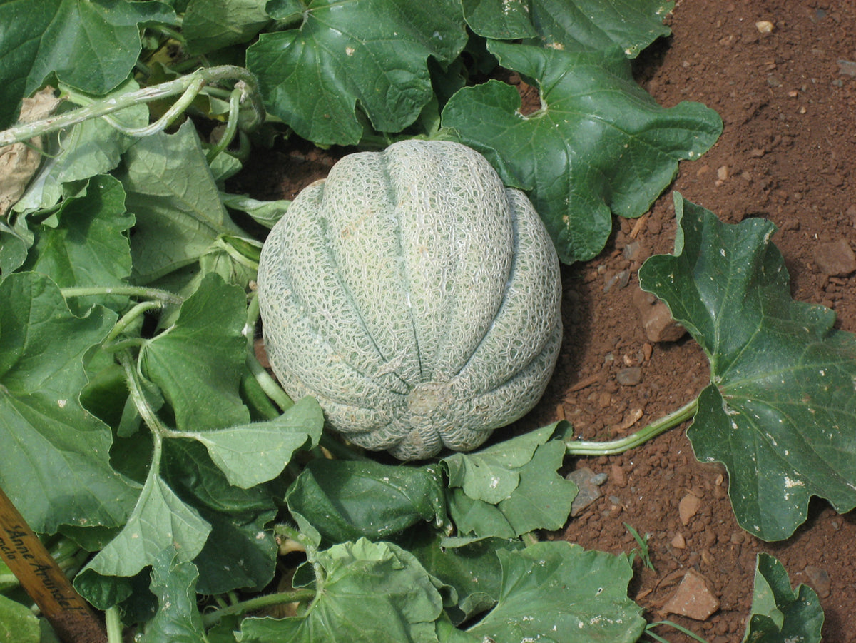 Brown Muskmelon Fruit Seeds for Planting – Heirloom, Non-GMO, High Germination Organic Garden Melon Seeds