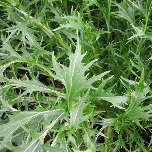 Lime Streaks Mizuna Mustard Herb Seeds for Planting – Heirloom, Non-GMO, Organic Garden Seeds with High Germination