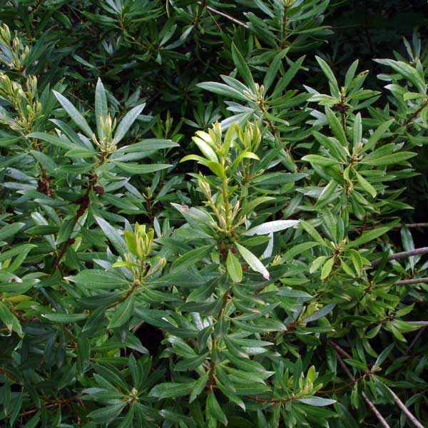 Green Wax Myrtle Herb Seeds for Planting – Heirloom, Non-GMO Essential Seeds for Thriving Gardens
