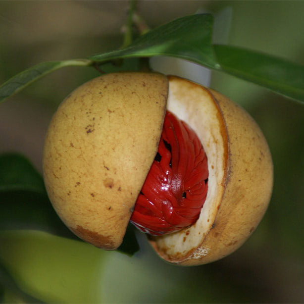 Nutmeg Myristica fruit seeds for planting – Heirloom & Non-GMO garden seeds, aromatic spicy seasonal variety