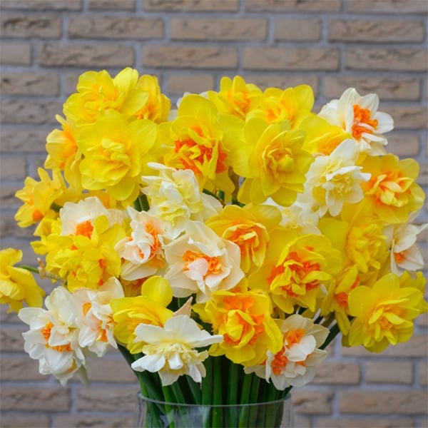 Mixed Color Double Narcissus Flower Seeds for Planting – Heirloom, Non-GMO, Drought Tolerant, High Germination