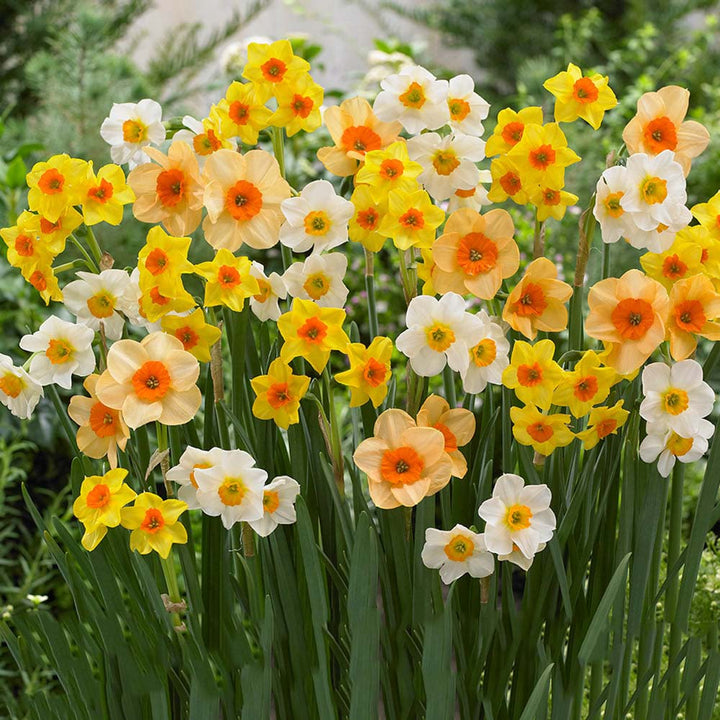Multi-Colour Narcissus Flower Seeds for Planting Heirloom Non-GMO High Germination Organic Garden Seeds