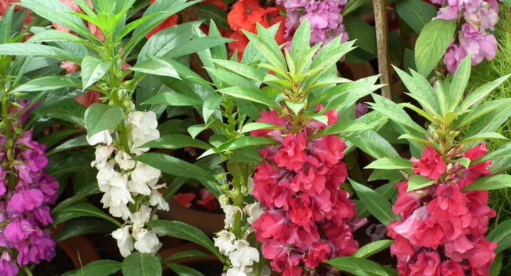 Impatiens Balsamine Flower Seeds for Planting – Heirloom, Non-GMO, High Germination