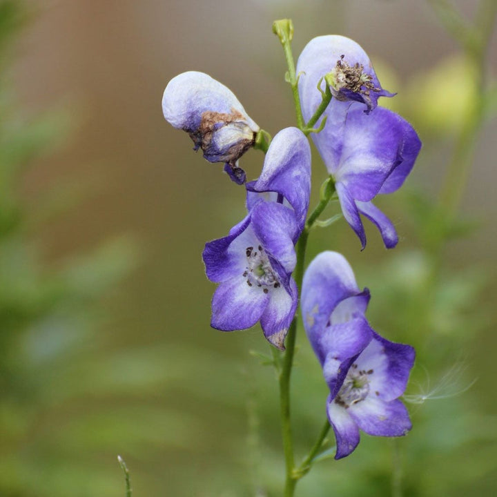Monkshood Poisonous Flower Seeds for Planting | Heirloom Non-GMO Organic Garden Seeds, High Germination