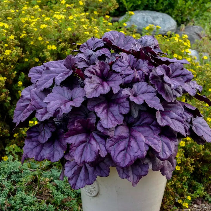 Deep Purple Heuchera Seeds for Planting – Heirloom, Non-GMO, Colorful Display, High Germination