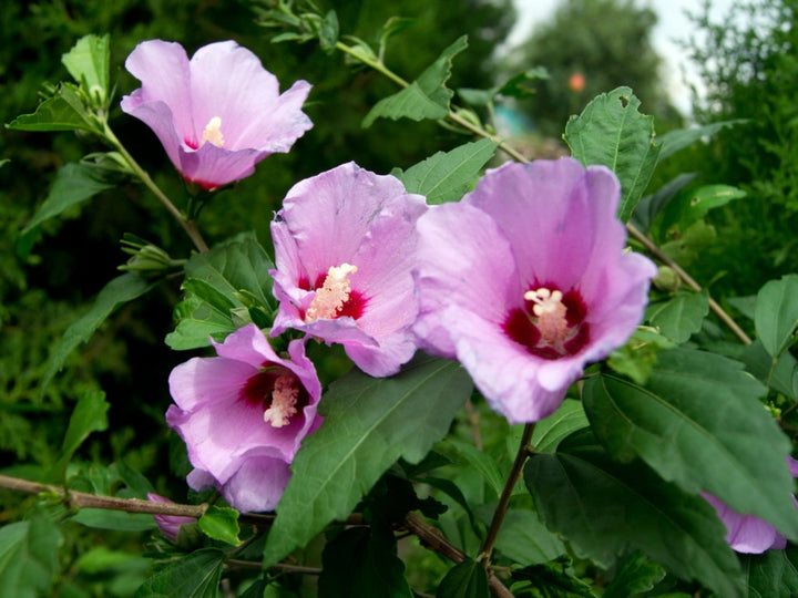 Rose of Sharon Hibiscus Flower Seeds for Planting – Heirloom, Non-GMO, High Germination Garden Seeds