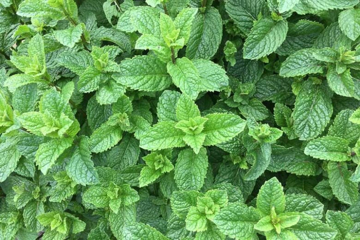Green Mentha Arvensis Mint Herb Seeds – Heirloom, Non-GMO, High Germination Seeds
