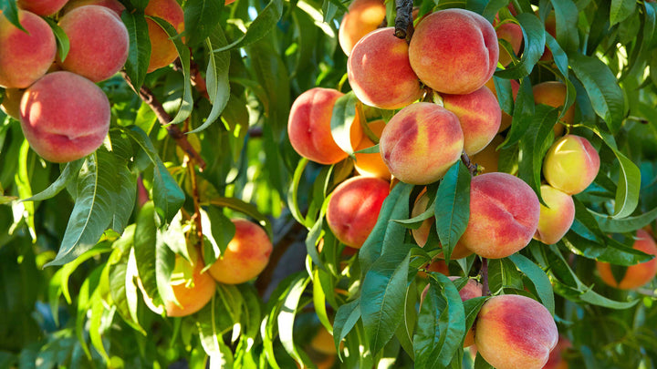 Peach Red Yellow fruit seeds for planting - Heirloom & Non-GMO Garden seeds