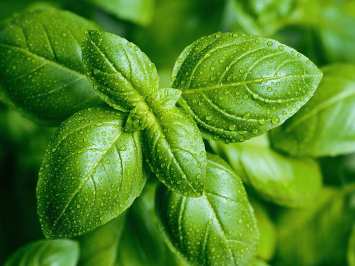 Italian Basil Herb seeds – Heirloom, Non-GMO seeds for Planting in Home Garden
