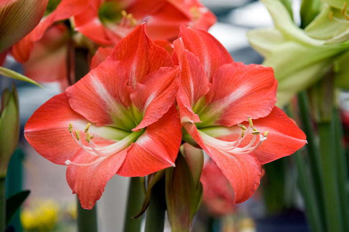 Red White Amaryllis Flower Seeds for Planting – Heirloom, Non-GMO, Hardy High Germination Variety