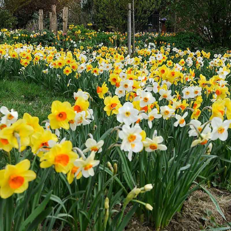Mixed Daffodil Flower Seeds for Planting – Heirloom, Non-GMO, High Germination Organic Garden Seeds