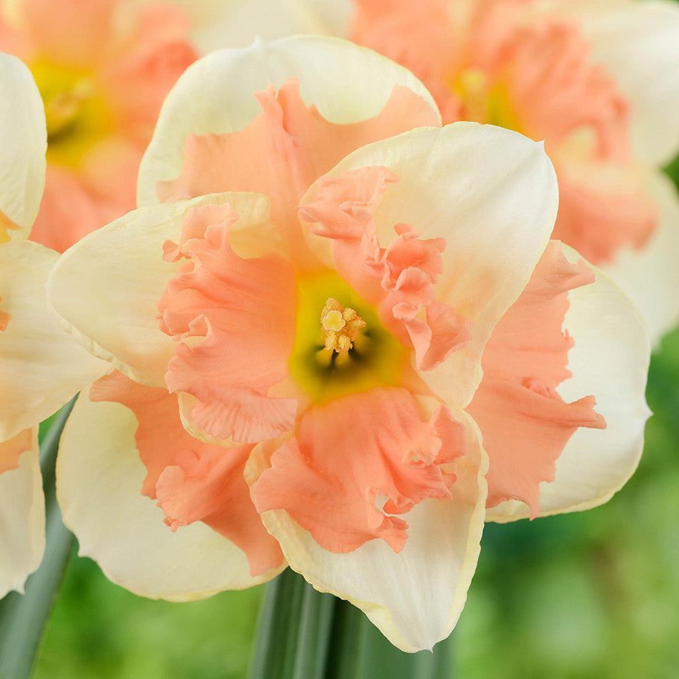 Peach Daffodil Flower Seeds for Planting – Pollinator Friendly, Heirloom & Non-GMO Organic Garden Seeds