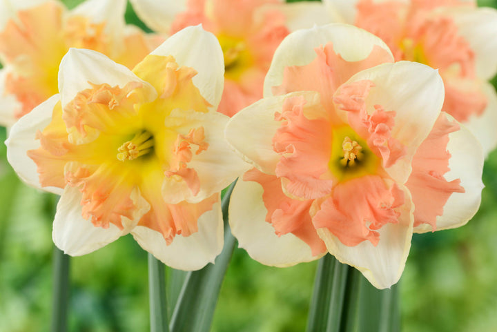 Peach Daffodil Flower Seeds for Planting – Pollinator Friendly, Heirloom & Non-GMO Organic Garden Seeds