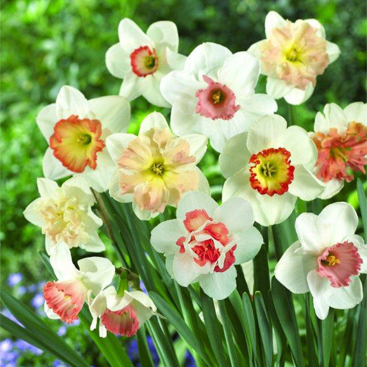 Mixed Colour Pink Daffodil Seeds for Planting – Heirloom, Non-GMO, High Germination Cottage Garden Seeds
