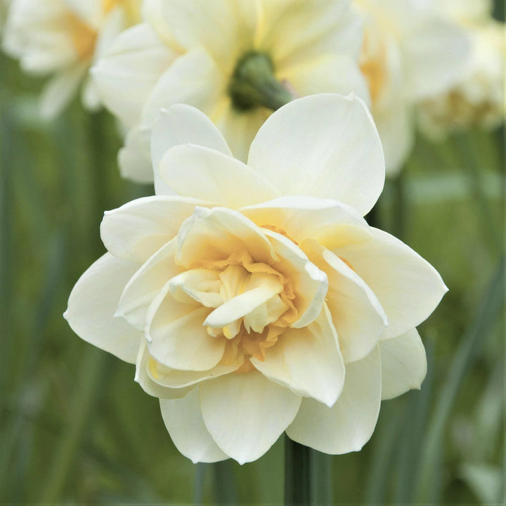 Cream Narcissus Flower Seeds for Planting – Heirloom, Non-GMO, Pollinator Friendly, High Germination