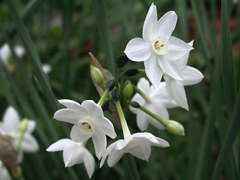 Flower Seeds, Seeds,Seeds For Planting,Plant Seeds