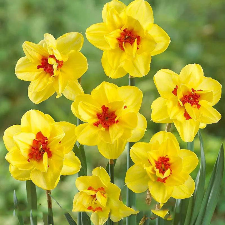 Yellow Red Double Petals Narcissus Daffodil Flower Seeds for Planting – Heirloom, Non-GMO, High Germination