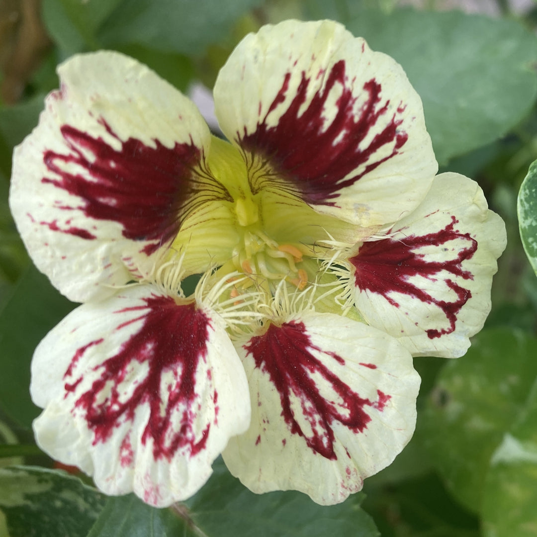 Cream Ladybird Flower Seeds for Planting – Wildflower Mix, Heirloom Non-GMO, High Germination Organic Garden Seeds
