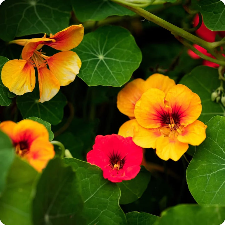 Red Yellow Nasturtium Flower Seeds for Planting – Fragrant Blossoms, Heirloom & Non-GMO Home Garden