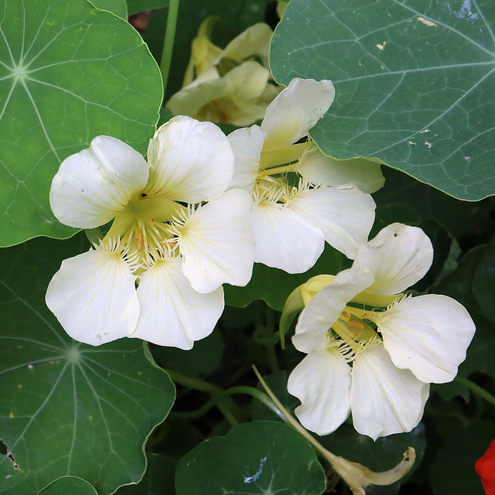 White Nasturtium Flower Seeds – Perfect Borders, Heirloom & Non-GMO Seeds for Home Garden