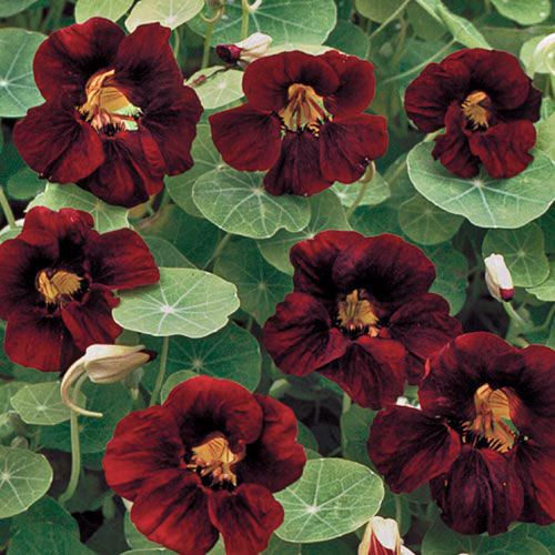 Maroon Nasturtium Flower Seeds for Planting – Heirloom, Non-GMO, High Germination Organic Garden Seeds
