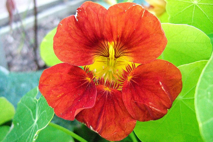 Burgundy Nasturtium Flower Seeds for Planting – Heirloom, Non-GMO, Sun Loving, High Germination