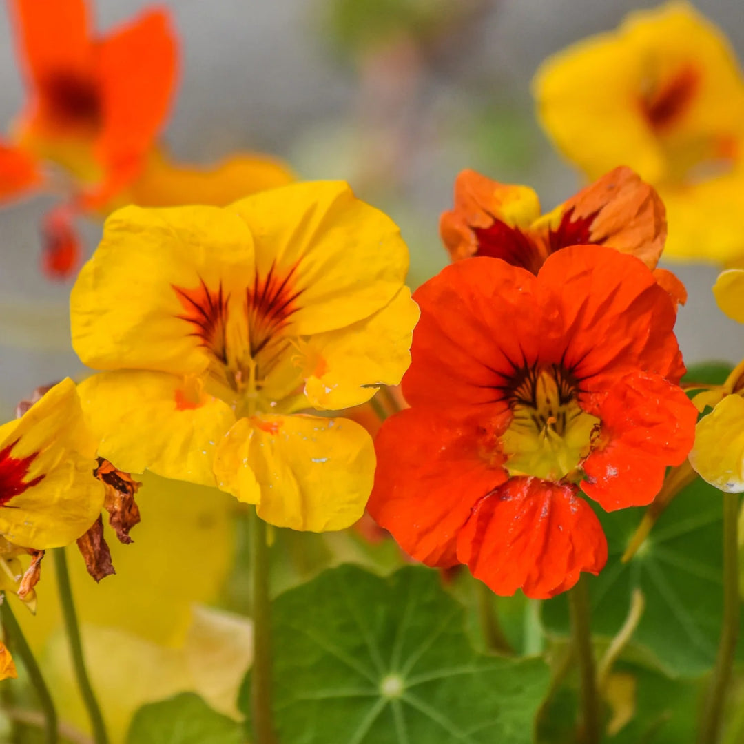 Red Yellow Nasturtium Flower Seeds for Planting – Fragrant Blossoms, Heirloom & Non-GMO Home Garden
