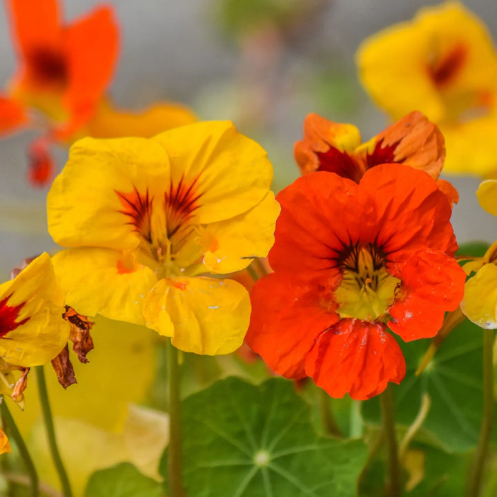 Red Yellow Nasturtium Flower Seeds for Planting – Fragrant Blossoms, Heirloom & Non-GMO Home Garden