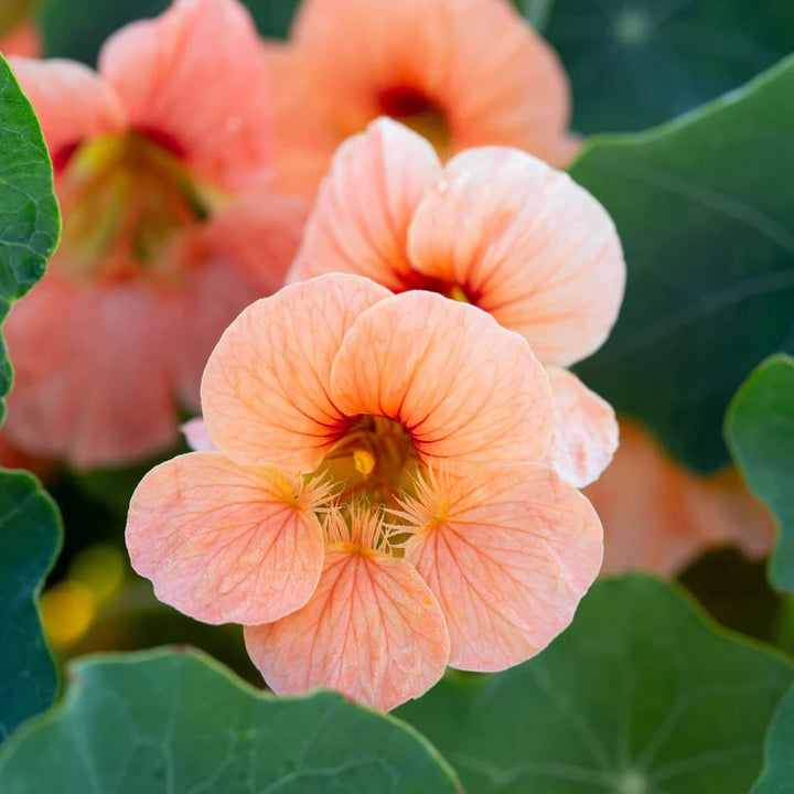 Peach Nasturtium Flower Seeds for Planting – Heirloom, Non-GMO, Perfect for Borders, High Germination