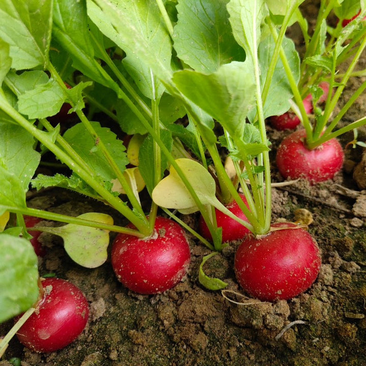 German Giant Radish Seeds for Planting – Heirloom, Non-GMO, Crisp Organic Garden Seeds with High Germination and Quick Harvest