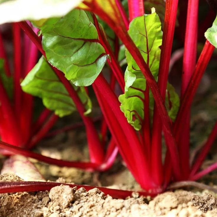 Red Swiss Chard Seeds for Planting – Heirloom Non-GMO Leafy Greens – Organic Garden Seeds, High Germination