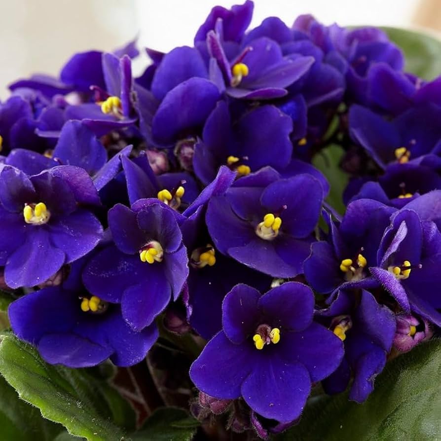 Navy Blue Mini Violet Flower Seeds for Planting – Heirloom, Non-GMO, High Germination Organic Garden Seeds