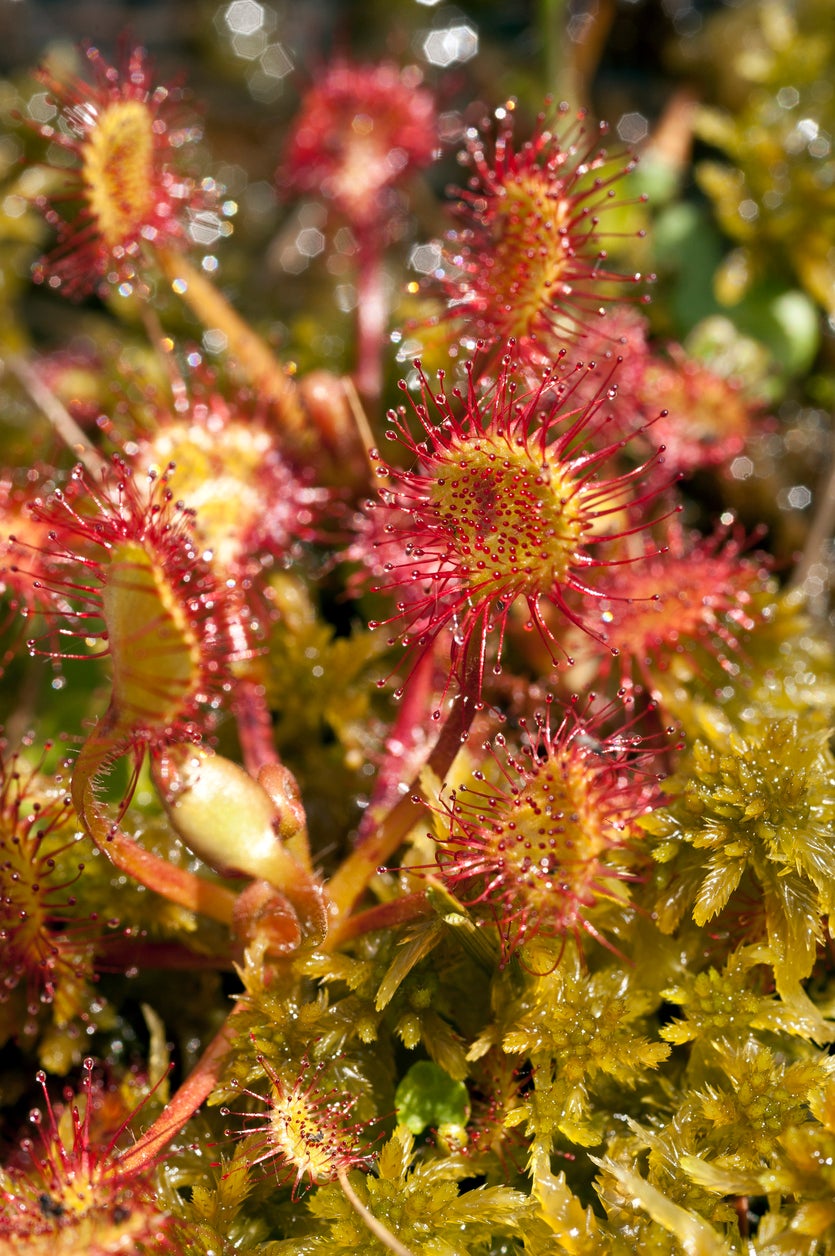 Red Yellow Sundew Flower Seeds for Planting – Heirloom Non-GMO High Germination Organic Garden Seeds