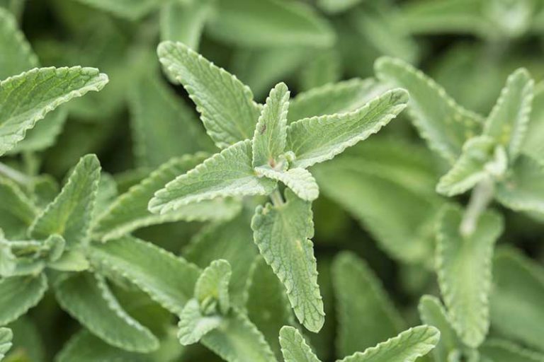 Green Cat Mint Herb Seeds – Heirloom, Non-GMO Seeds for Indoor & Outdoor Garden Planting