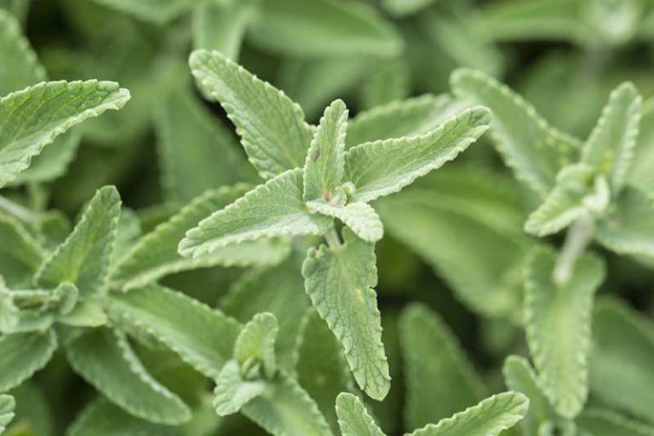 Green Cat Mint Herb Seeds – Heirloom, Non-GMO Seeds for Indoor & Outdoor Garden Planting