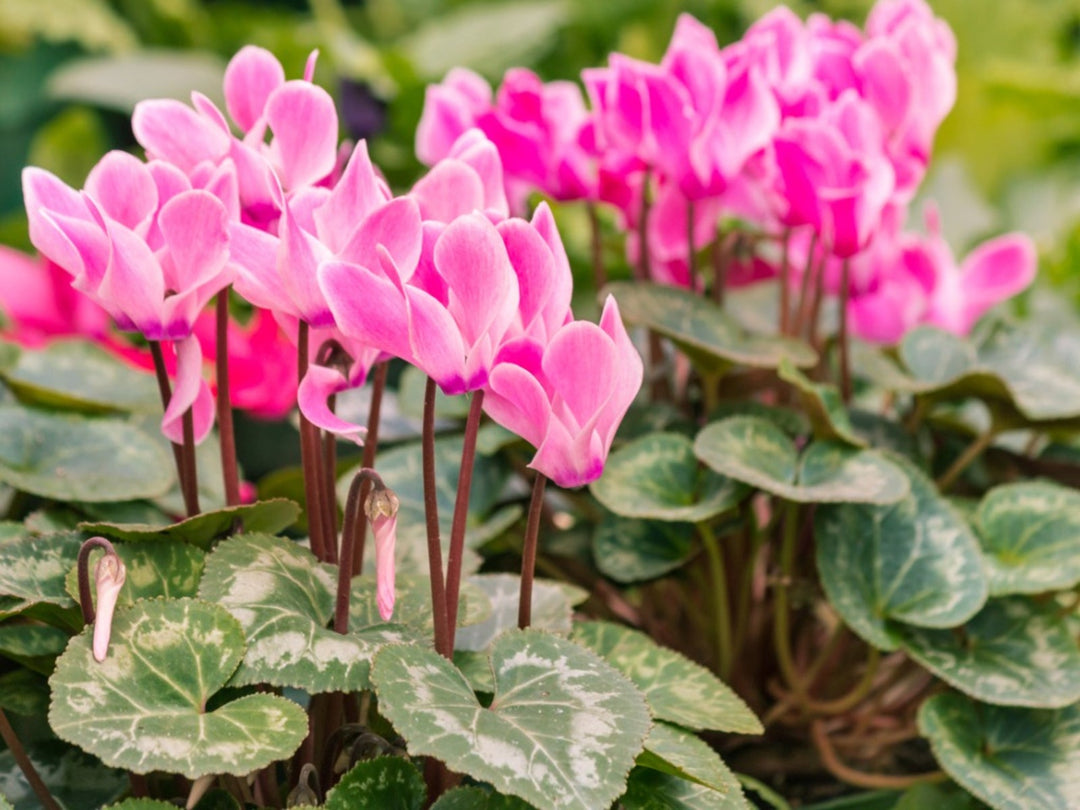 Dark Pink Cyclamen Flower Seeds for Planting – Heirloom Non-GMO, High Germination Organic Garden Seeds