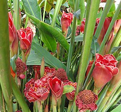 Red Green Torch Ginger Flower seeds for Planting - Easy to Grow, Heirloom & GMO Free Seeds for Home Garden Non-GMO