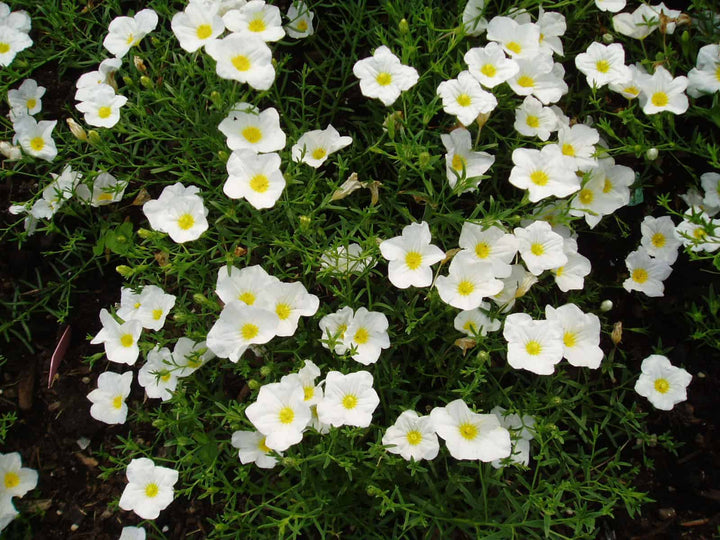 Flower Seeds, Seeds,Seeds For Planting,Plant Seeds