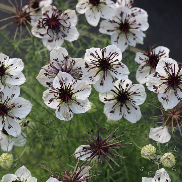White Nigella African Flower Seeds for Planting – Heirloom Non-GMO, High Germination Organic Garden Seeds