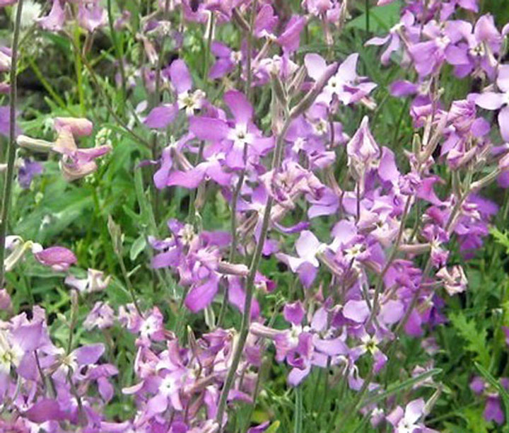 Matthiola Bicornis Flower Seeds for Planting – Compact Growth, Heirloom, Non-GMO, High Germination Organic Garden Seeds